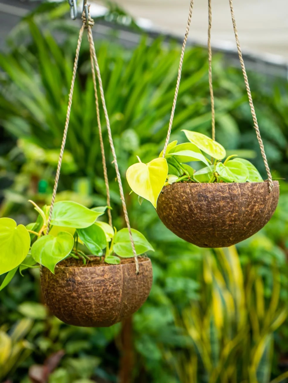 Birds feeder nest combo
